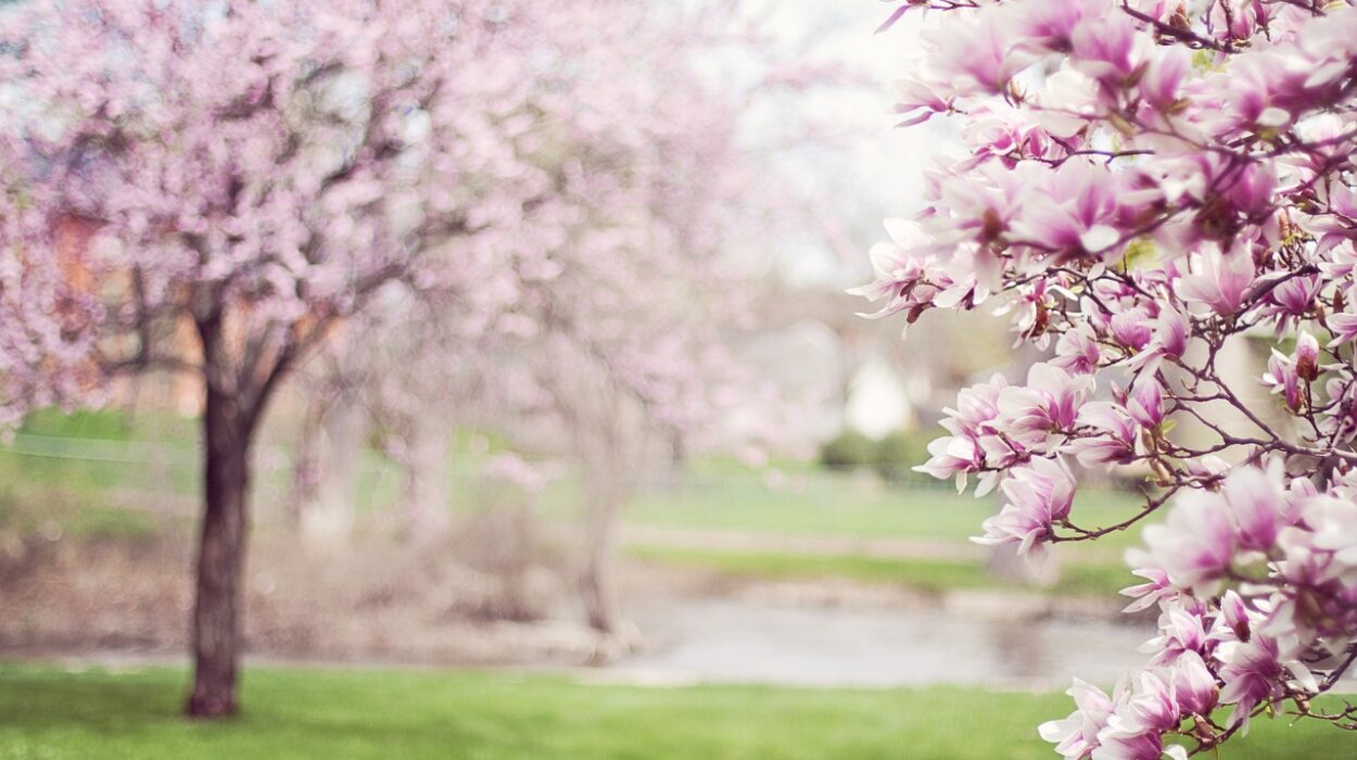 Spring Magnolia Trees