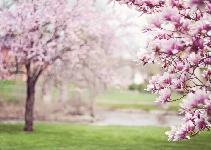 Spring Magnolia Trees