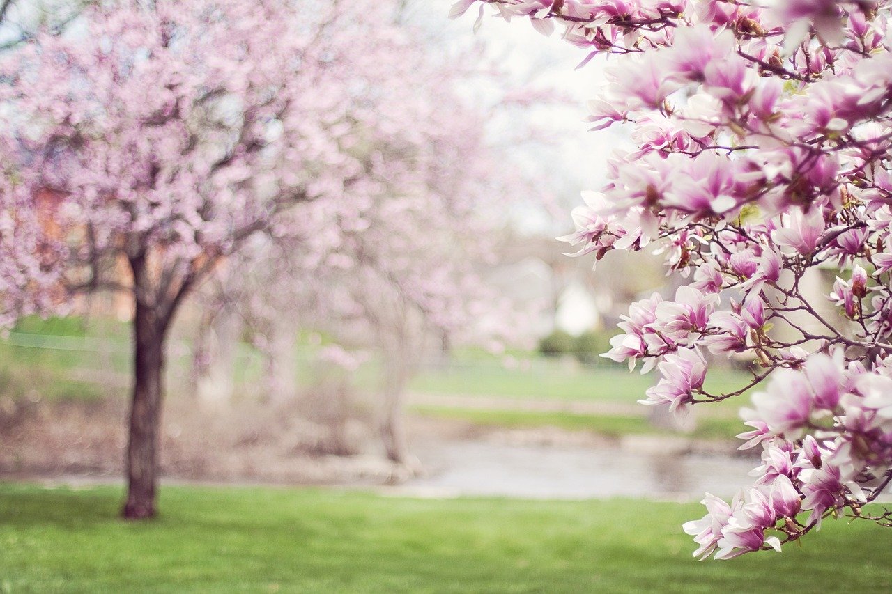 Spring Magnolia Trees