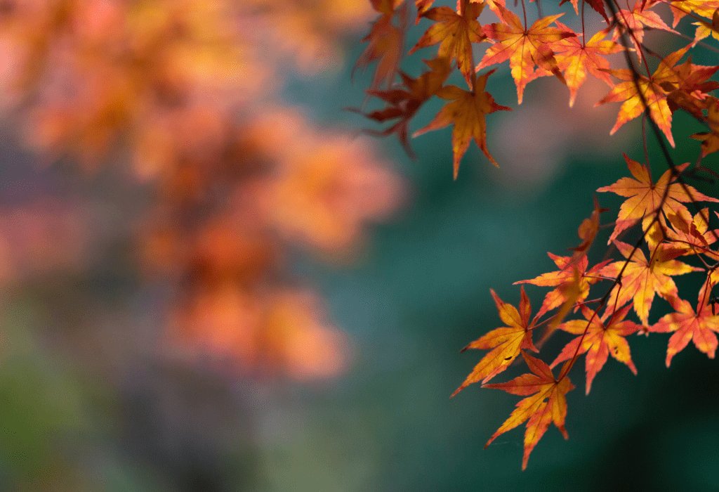 Autumn Budget