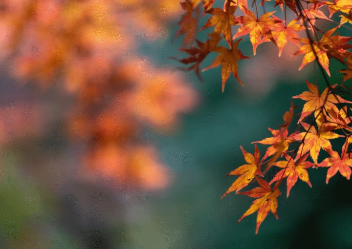 Autumn Budget