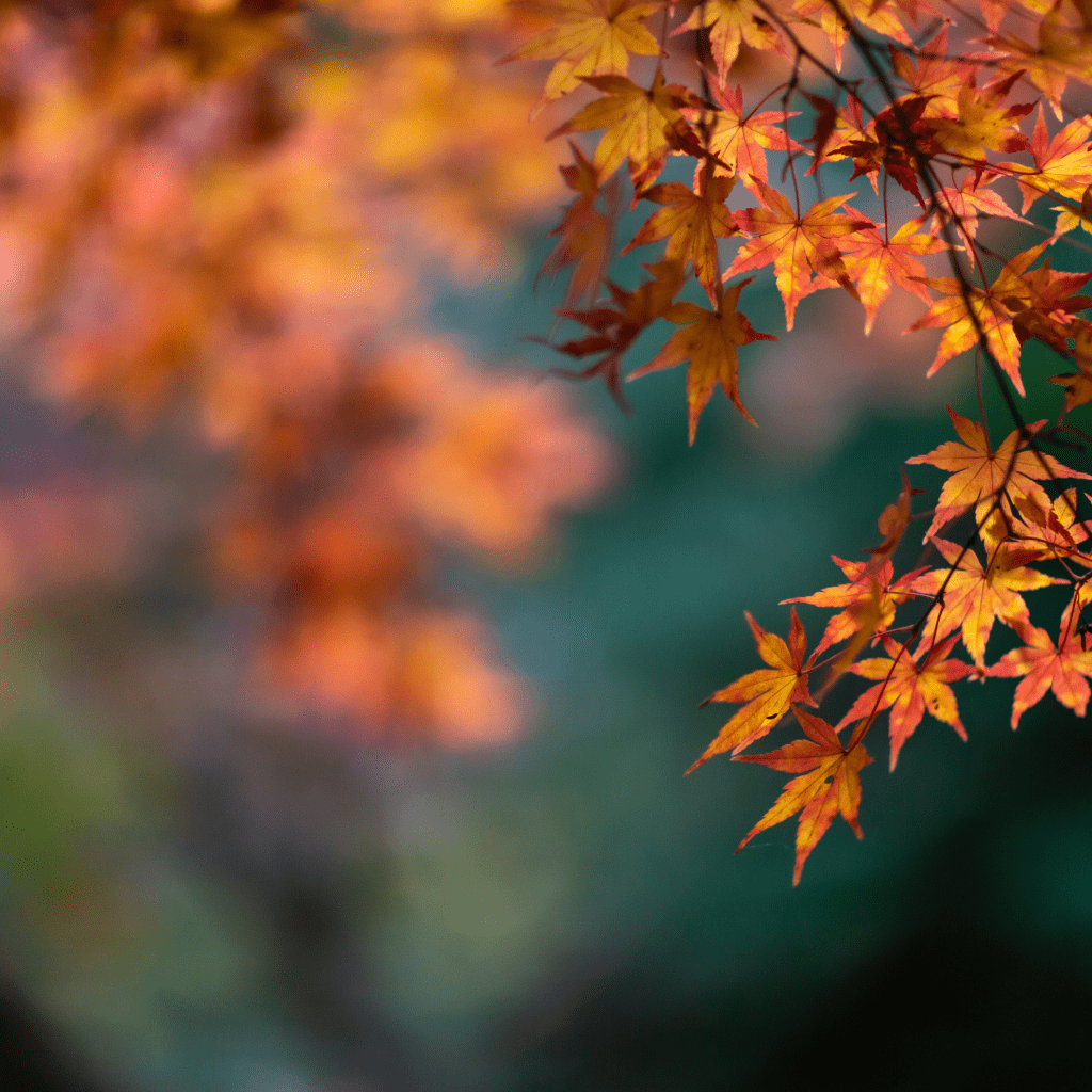Autumn Budget